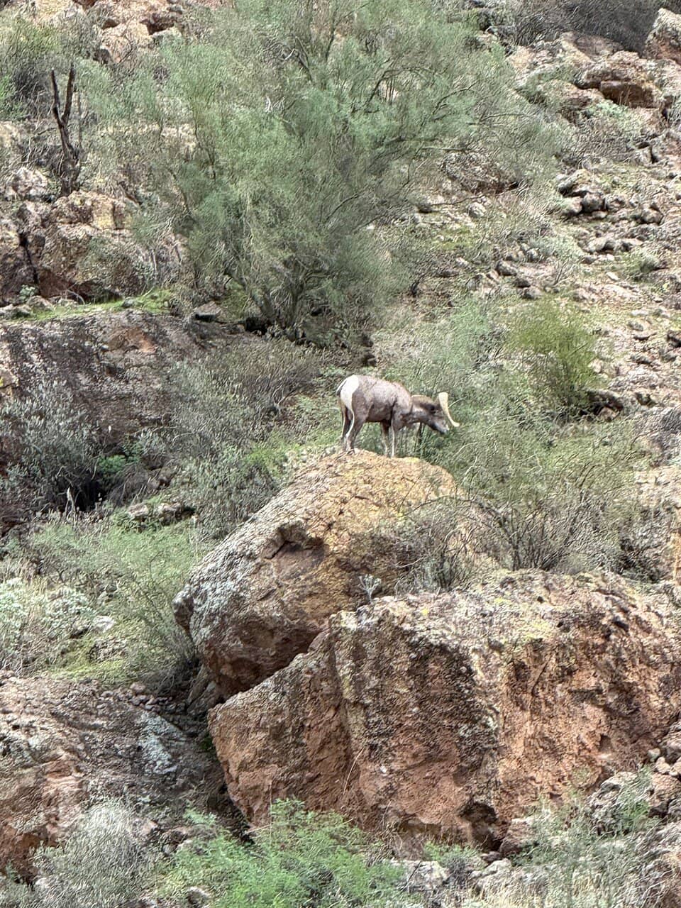 Scenic Canyon Lake Views
