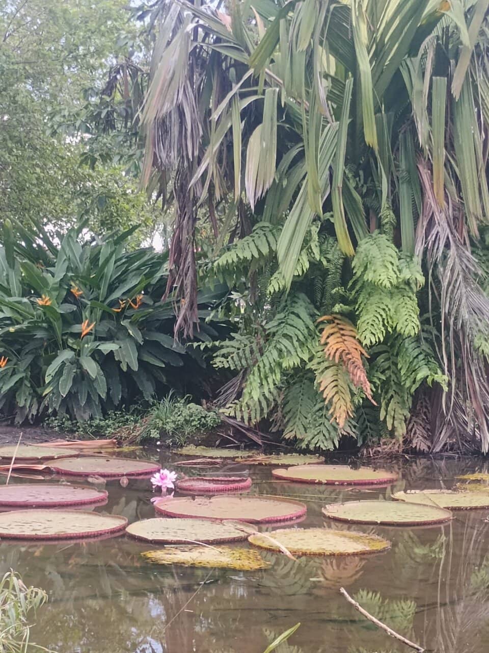 Amazonian Flora