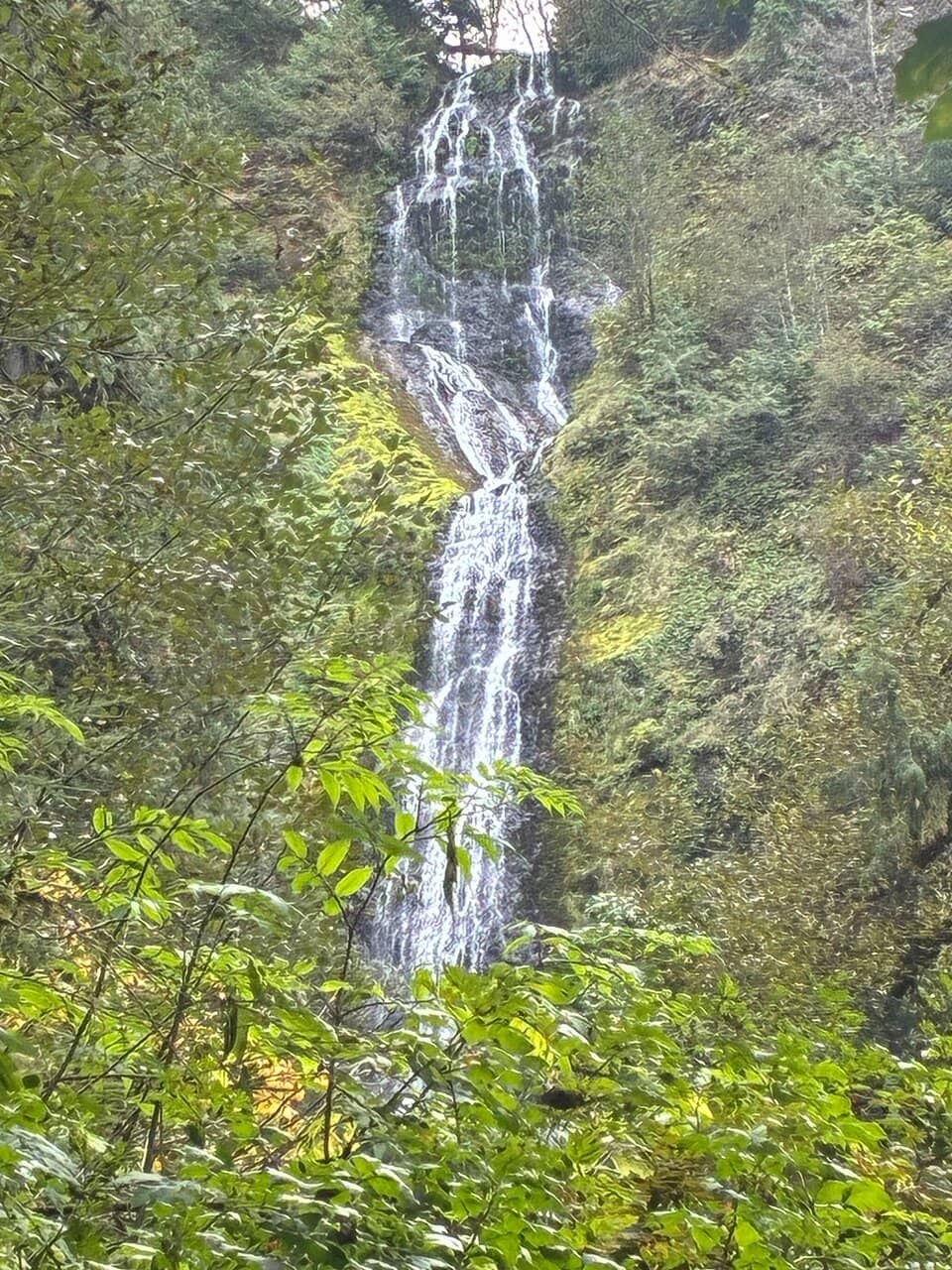 Moss-Covered Forest Trail