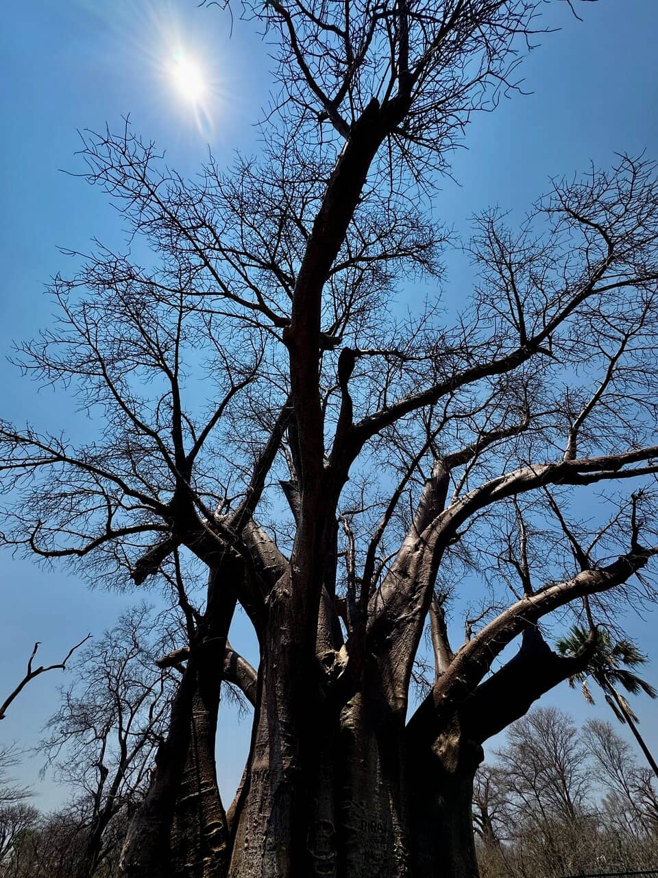 The Majestic Big Baobab Tree