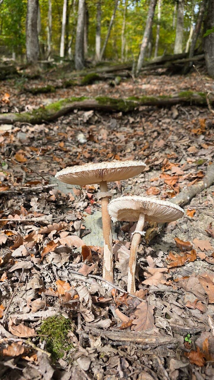 Reichsburg Cochem Vista