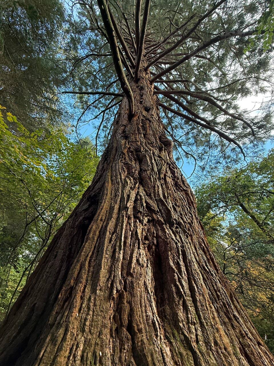 Woodland Wonders