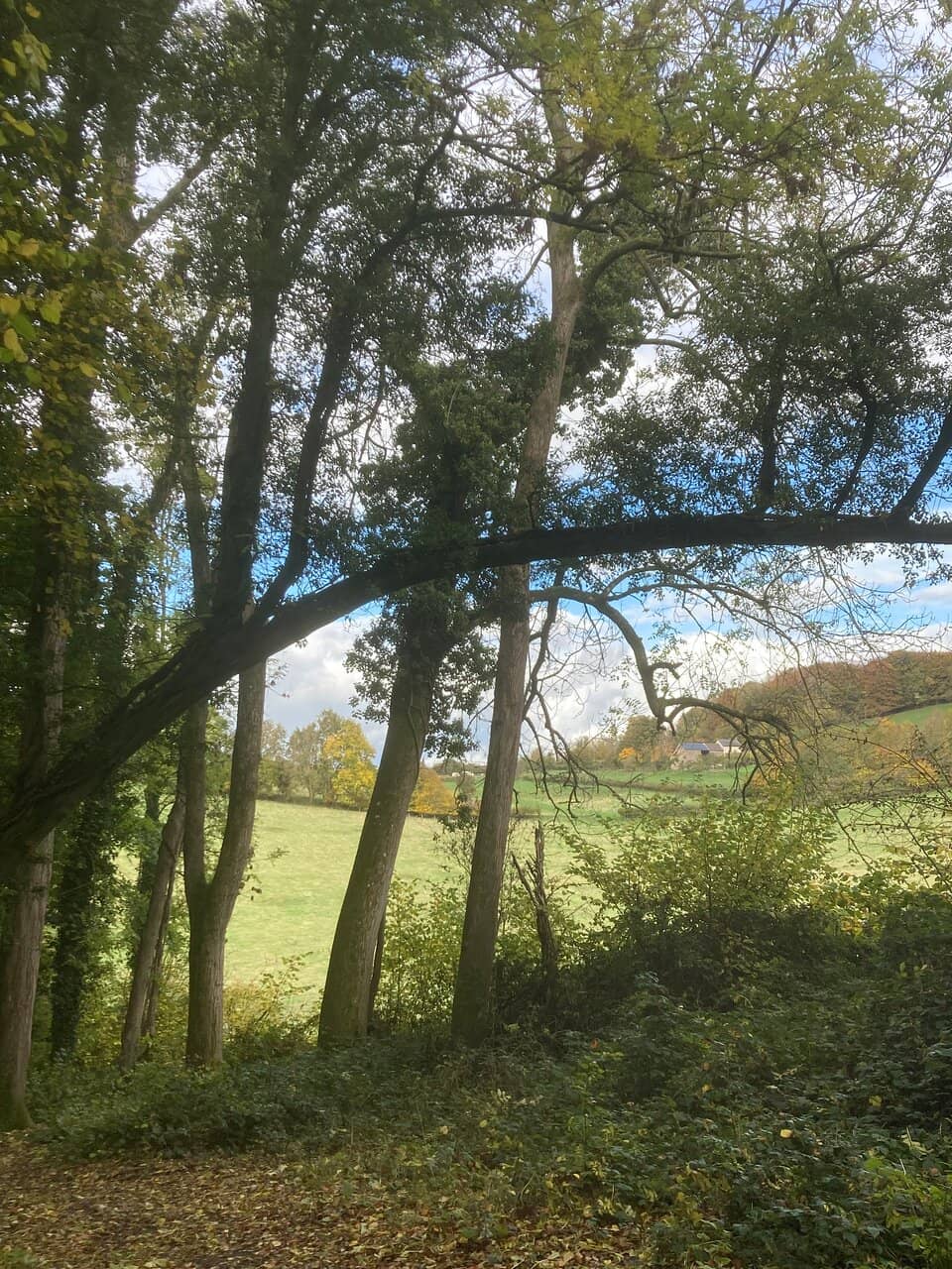 Woodland Trails