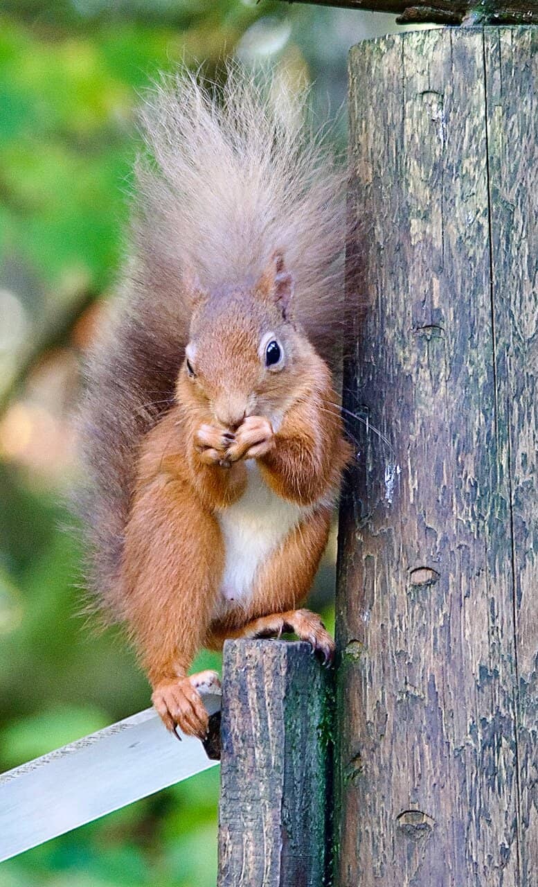 Red Squirrel Haven