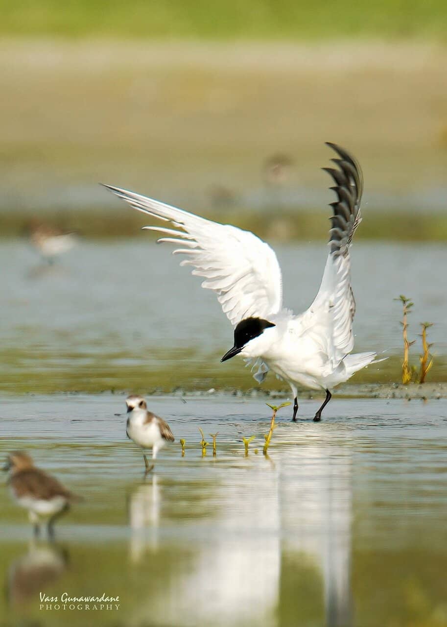 Wetland Birdlife