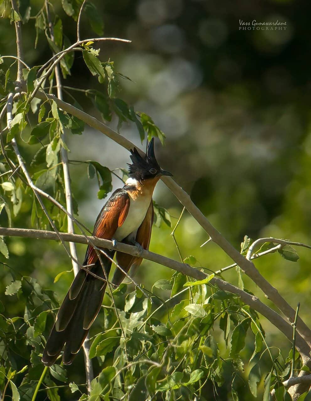 Migratory Flamingos