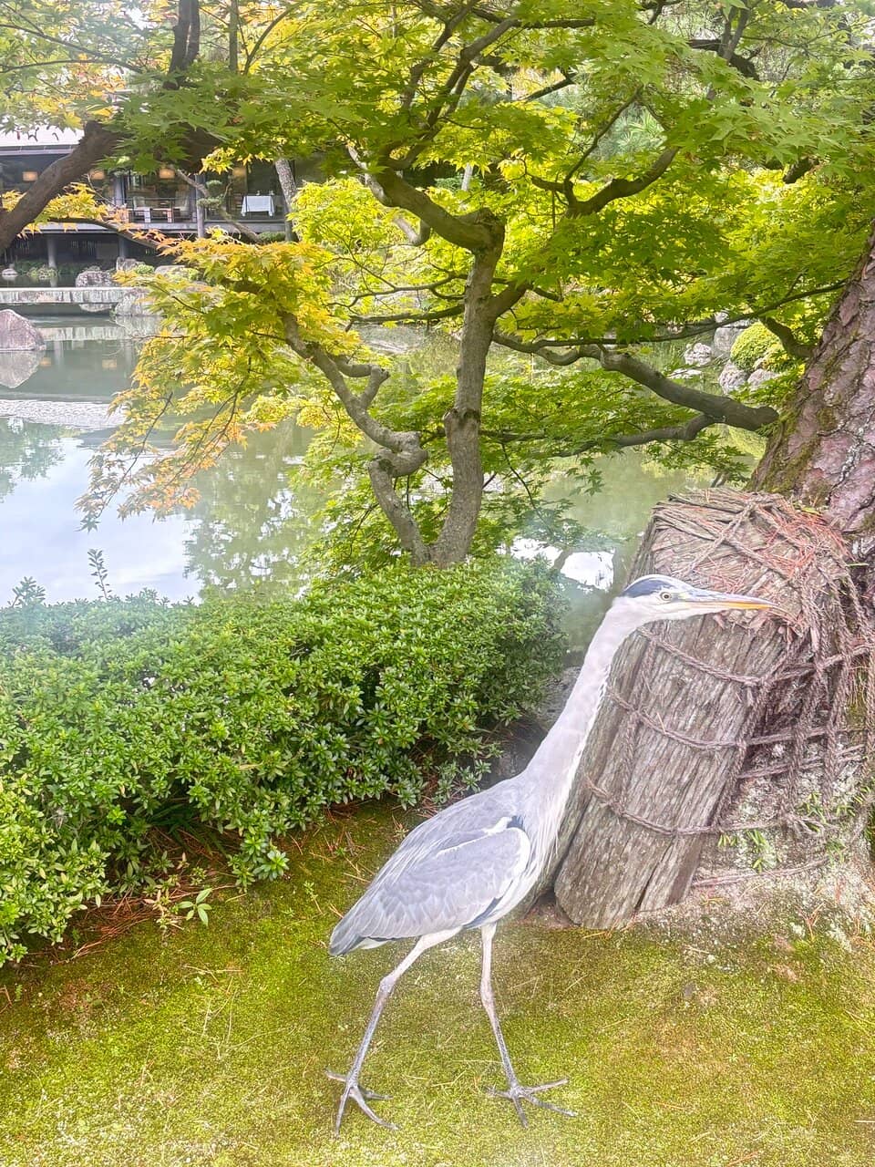 Iris and Cherry Blossom Blooms