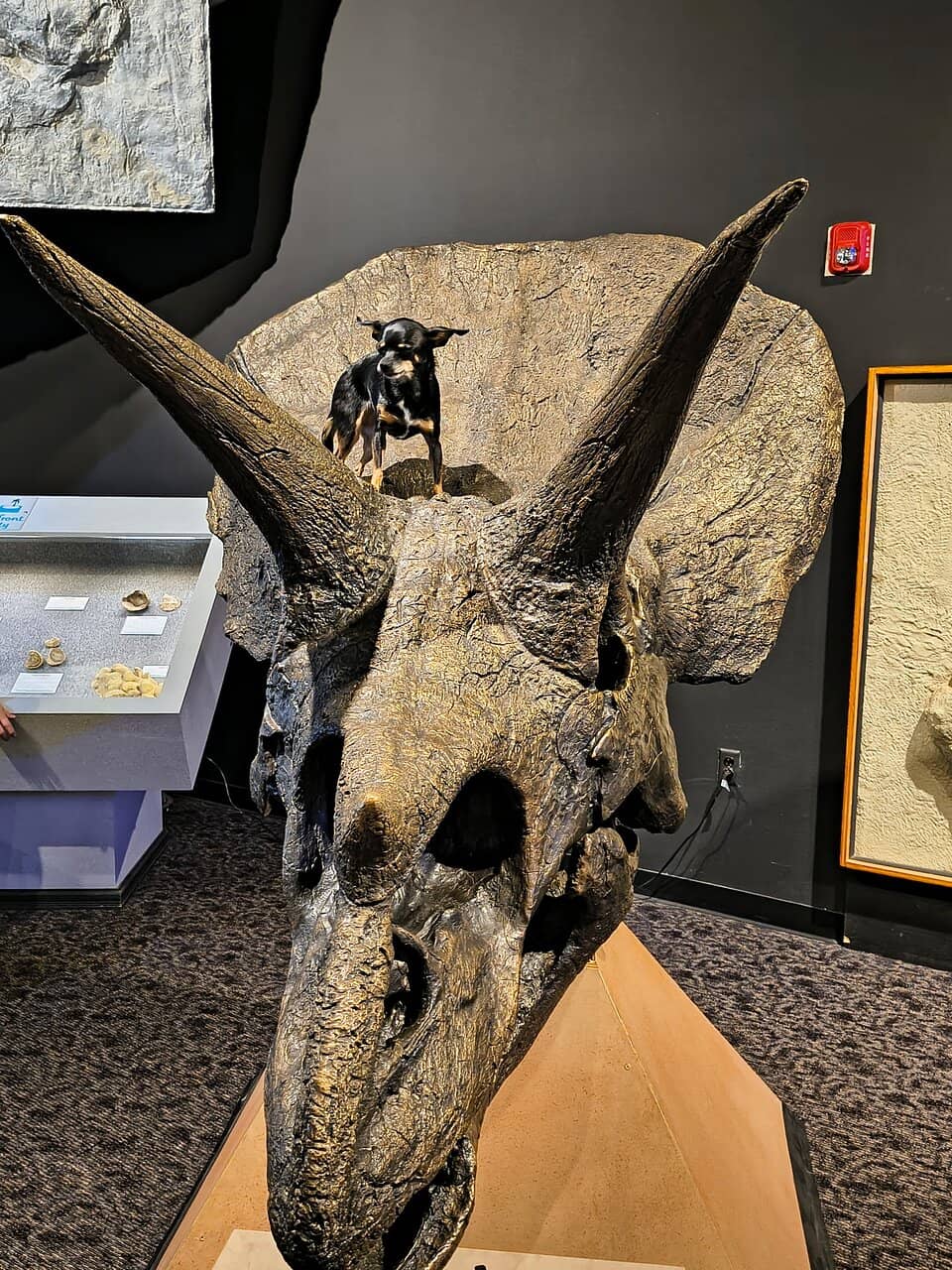 Diverse Fossil Collection