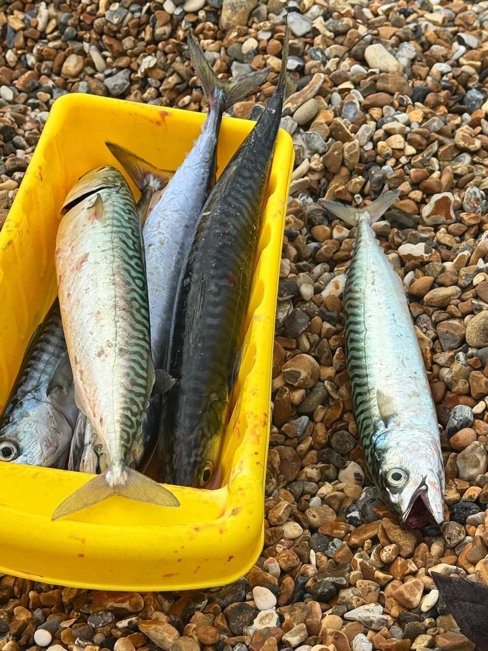 White Cliffs of Seaford