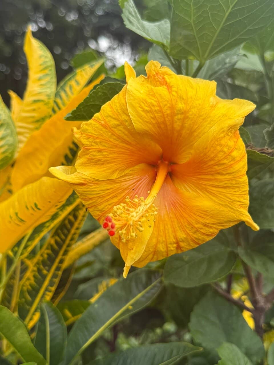 Butterfly Pavilion