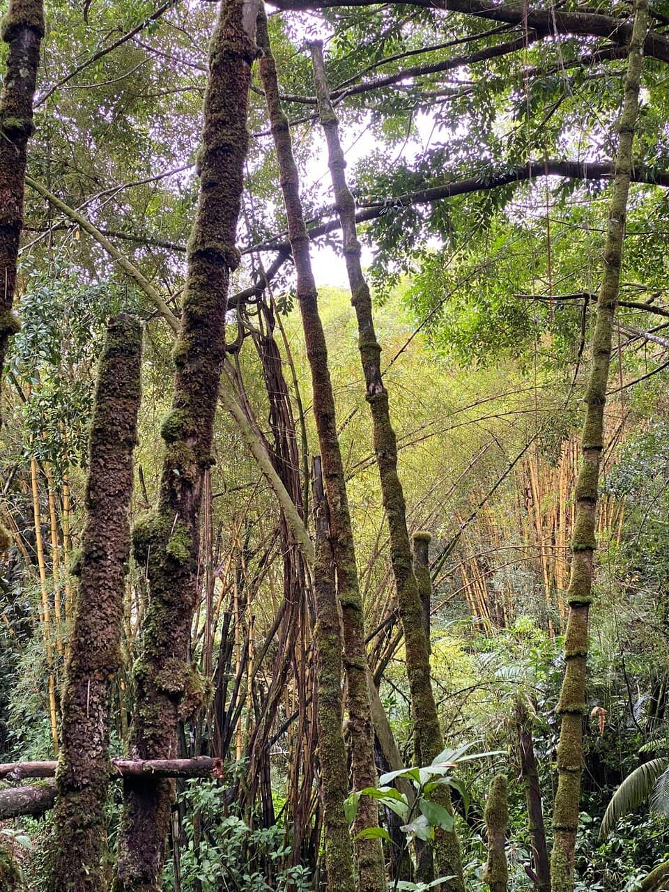 Akaka Falls