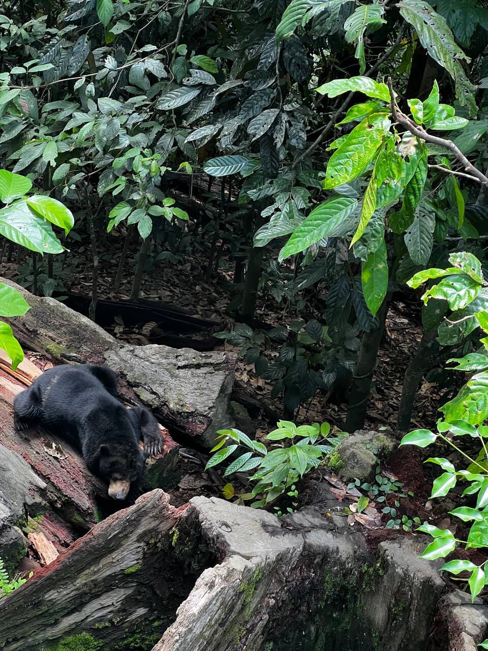 Unique Rainforest Habitat