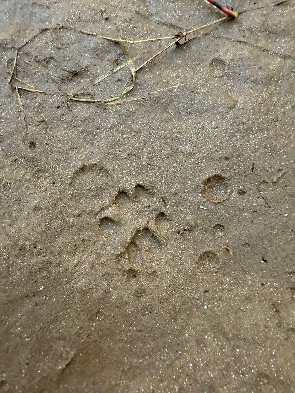 North Oconee River Greenway