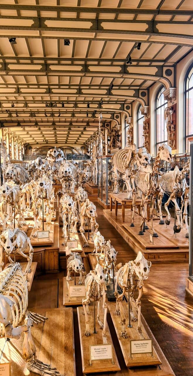 Dinosaur Fossils