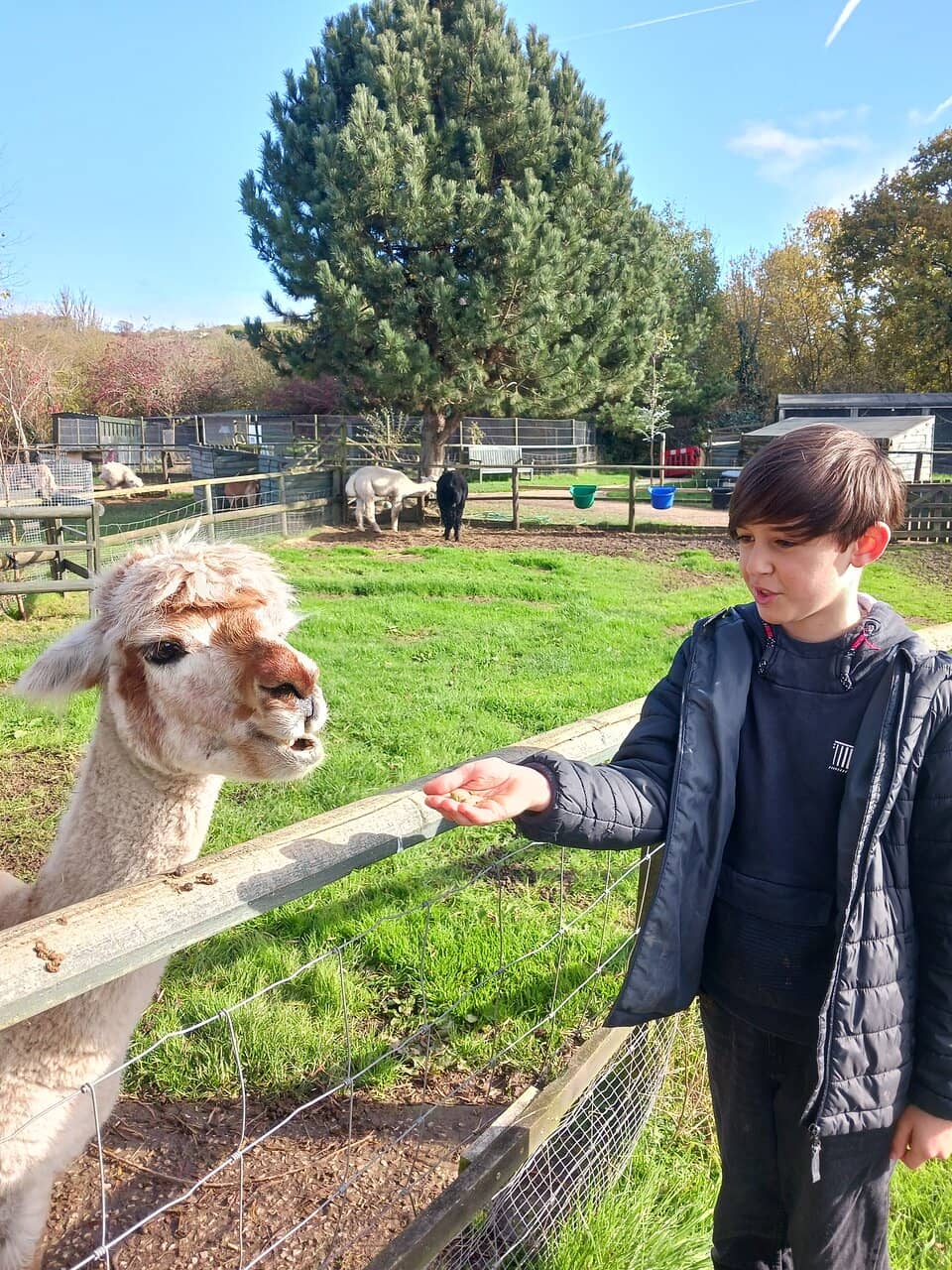 Owl Handling Experience