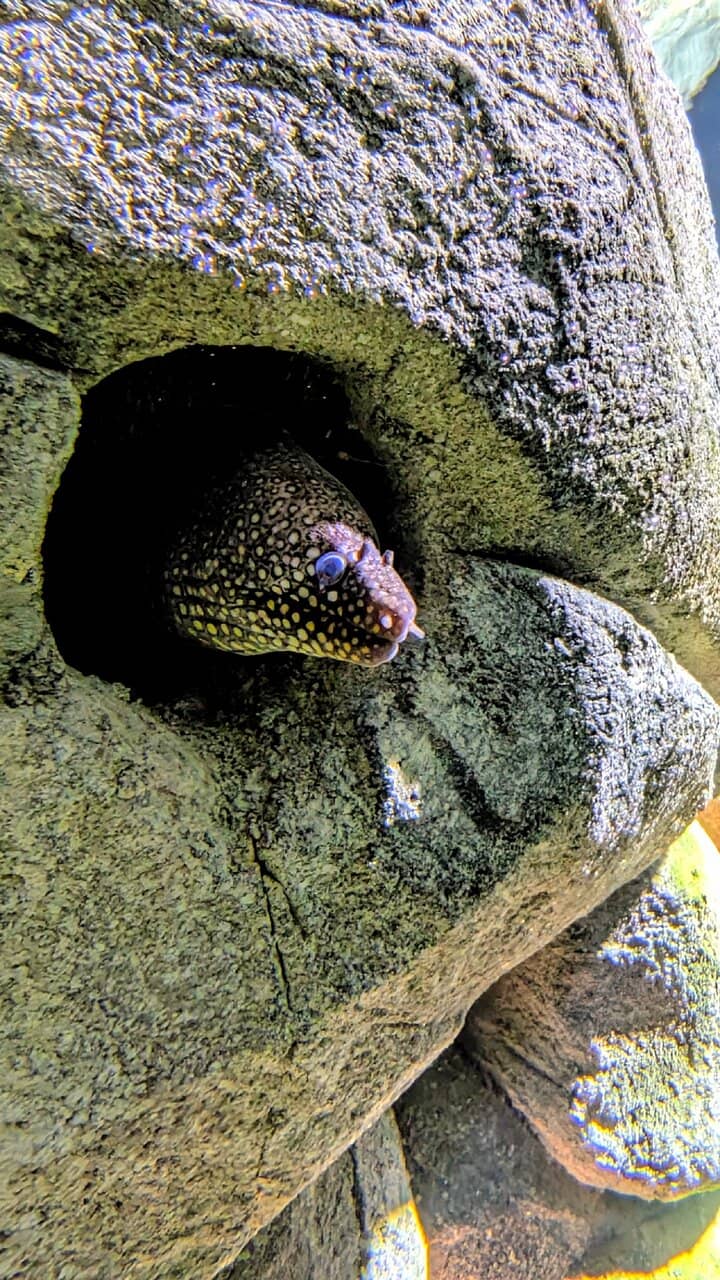 Historic Katharinenkirche