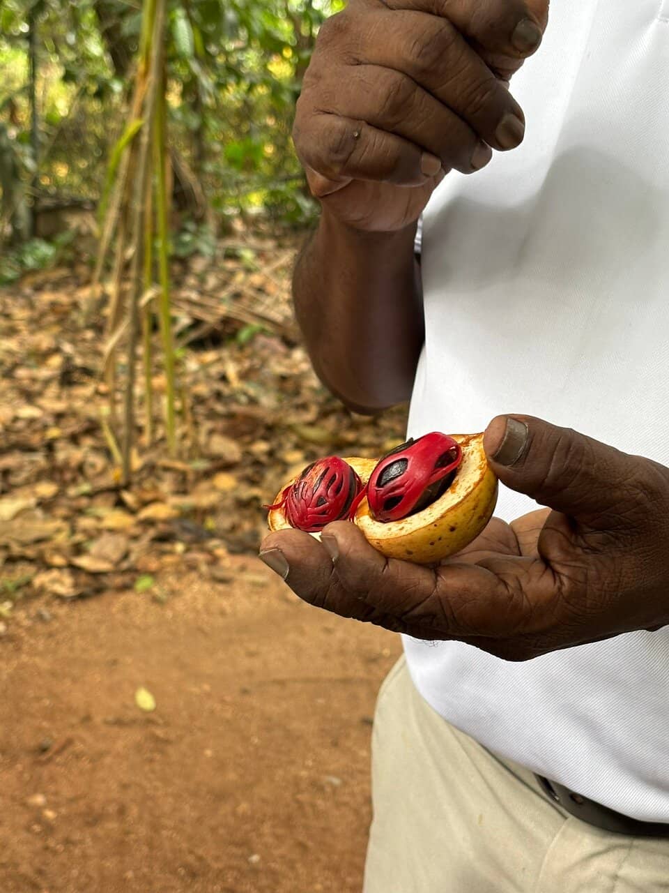 Scenic Lunch Overlooking Rice Paddies