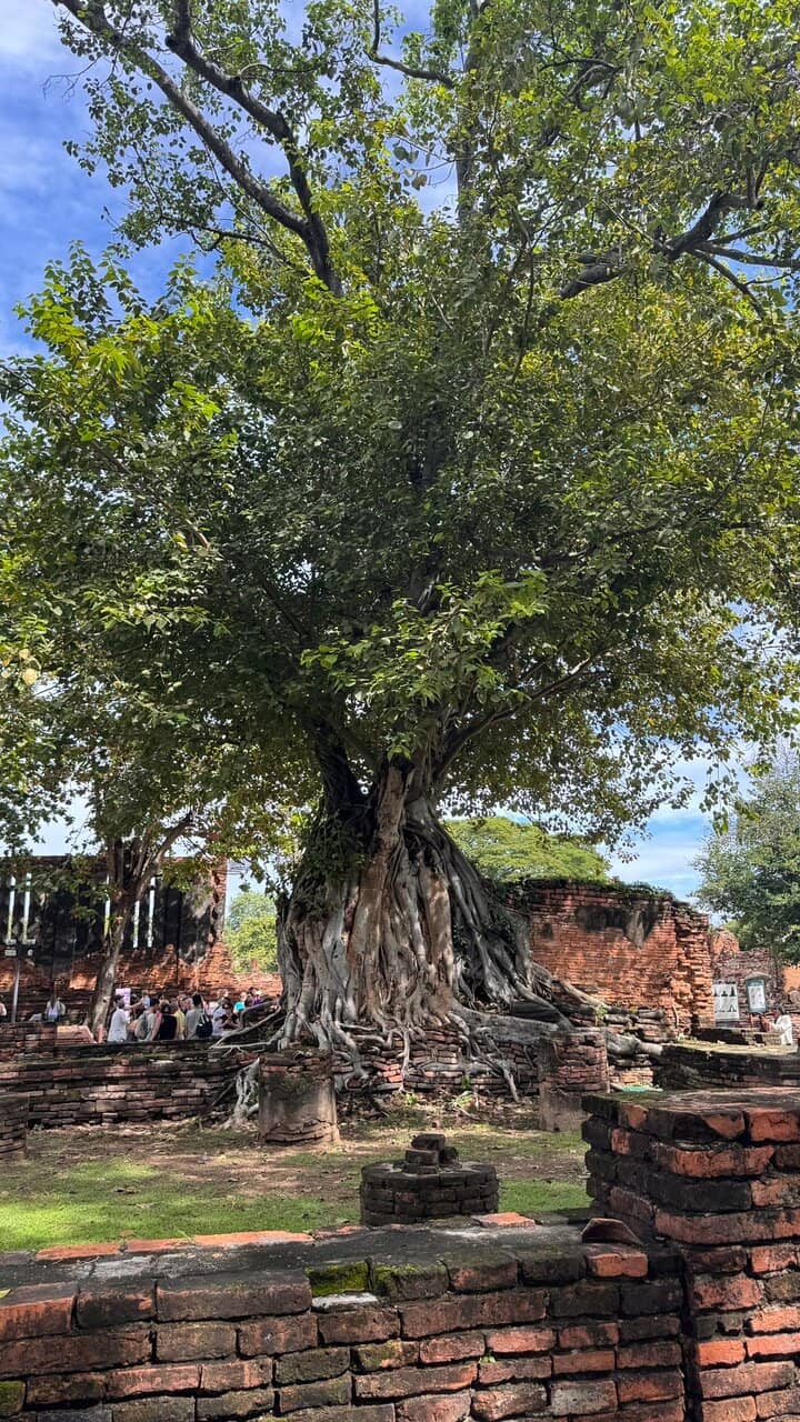 Buddha Head in Tree Roots