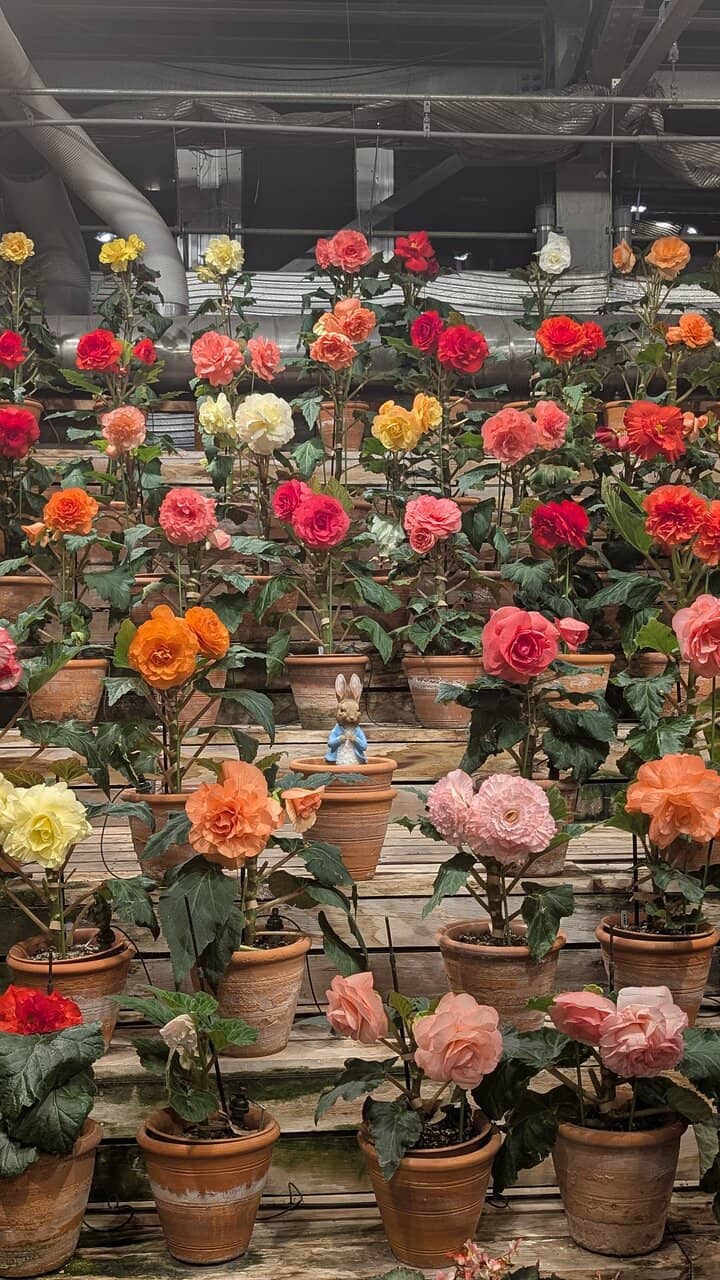 Mount Fuji Light Show