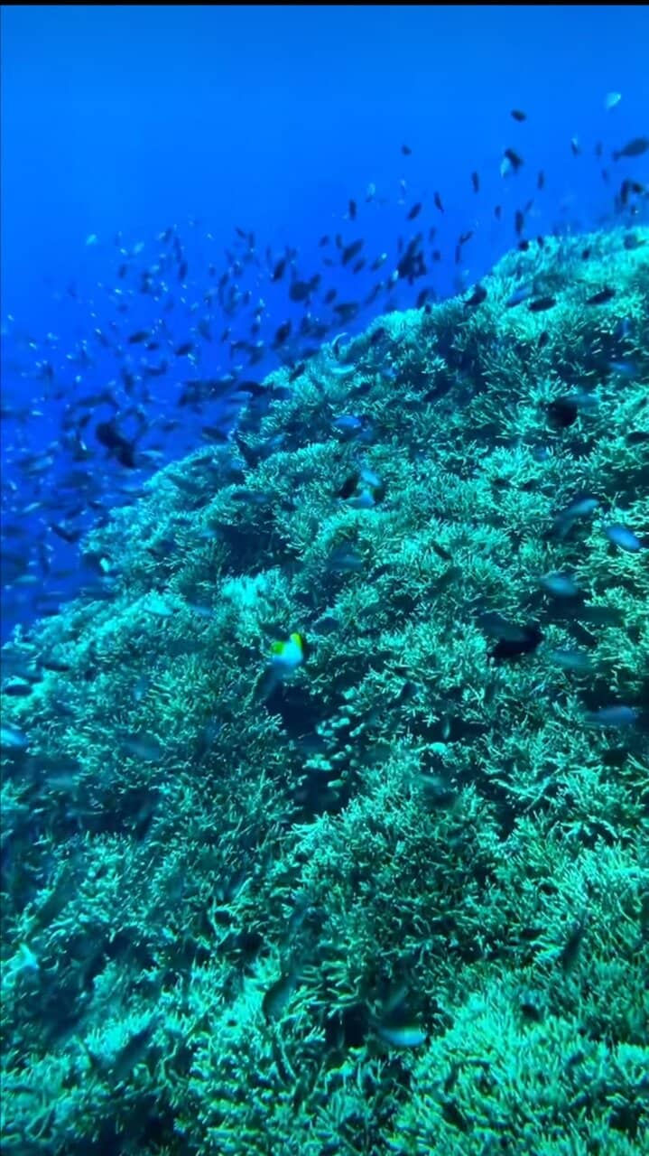 Wall Diving Adventures