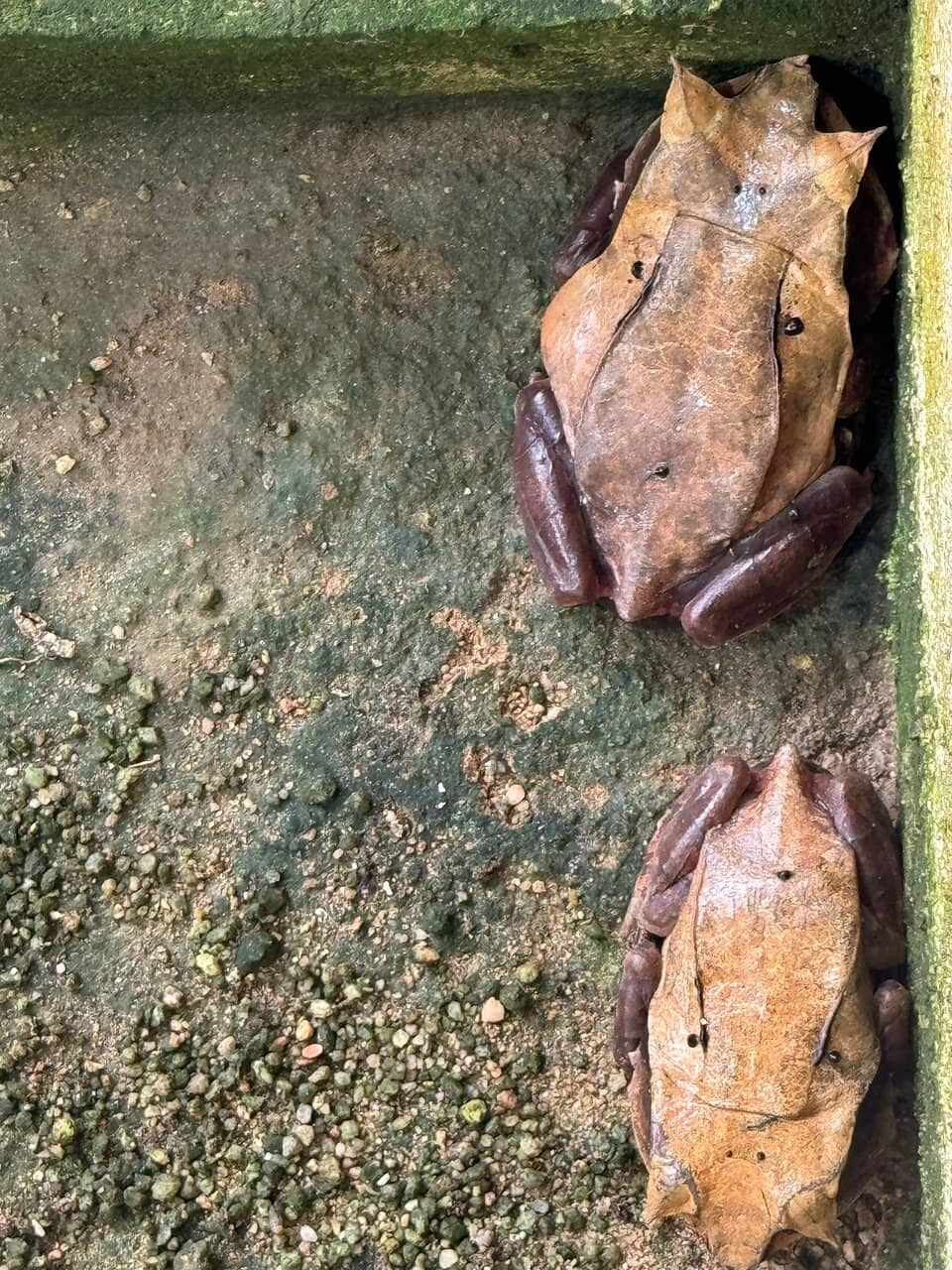 Reptile and Amphibian Collection