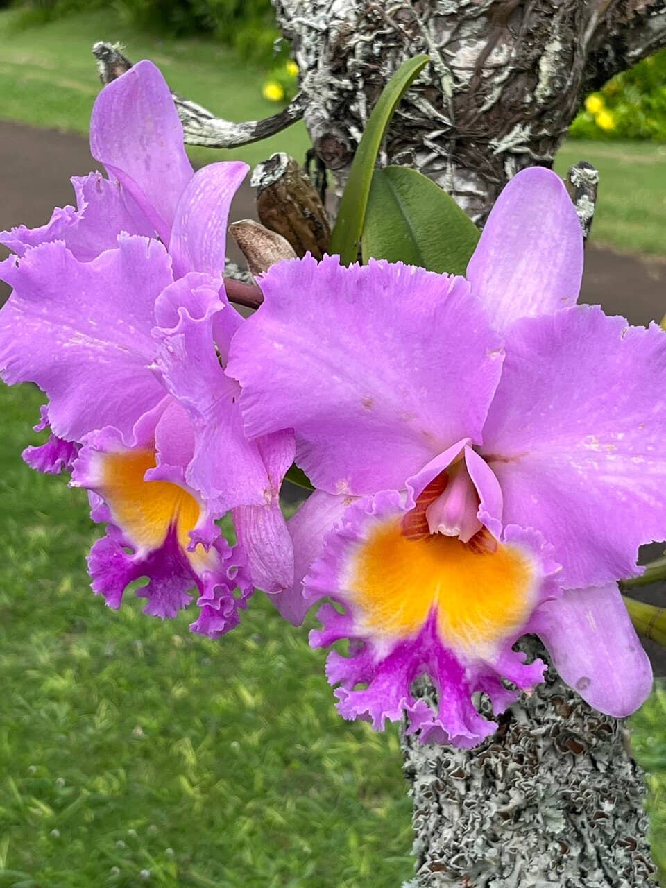 Albatross Nesting Area