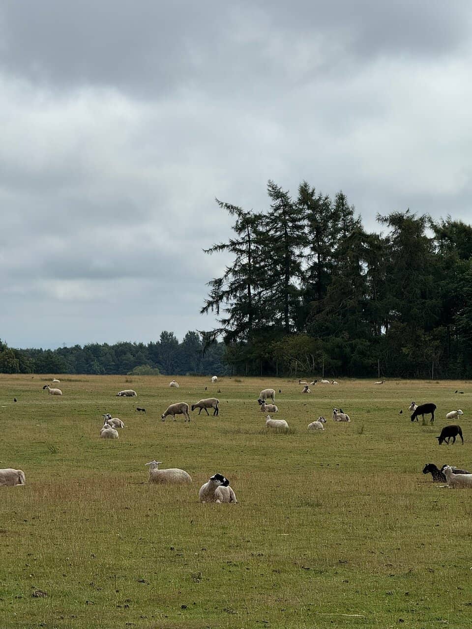 Tatton Park Farm