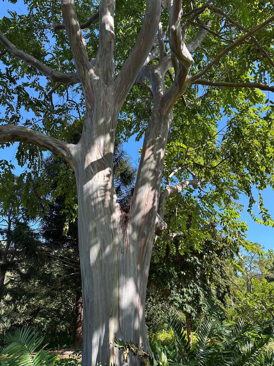 Accessible Nature Walk