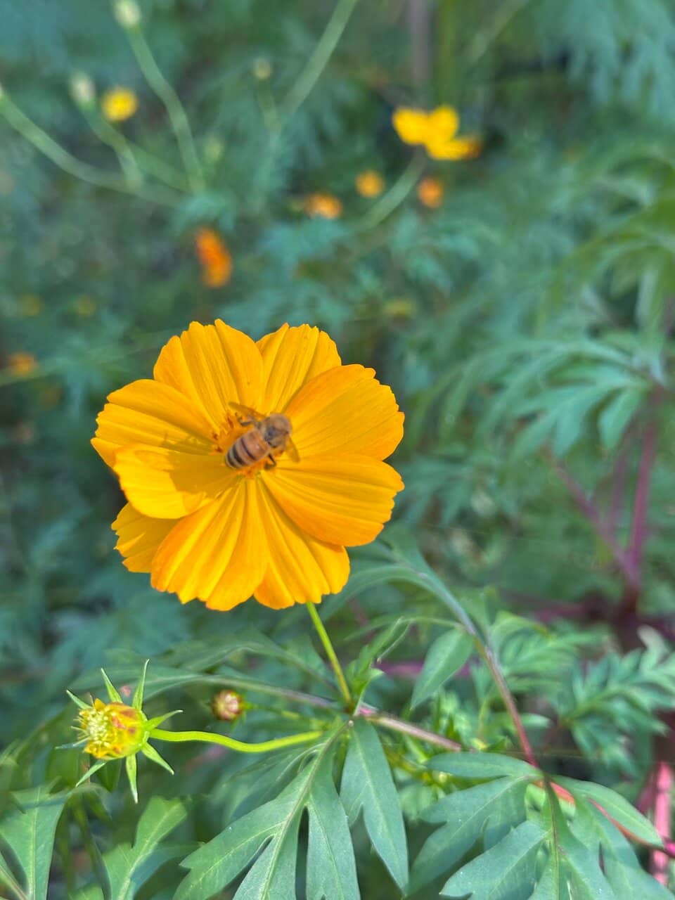 Renovated Playground