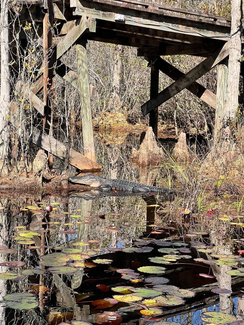 Vertical photo