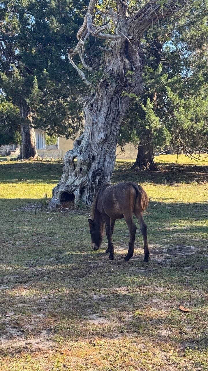 Wild Horses
