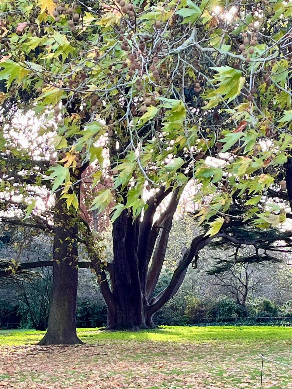 Expansive Parkland