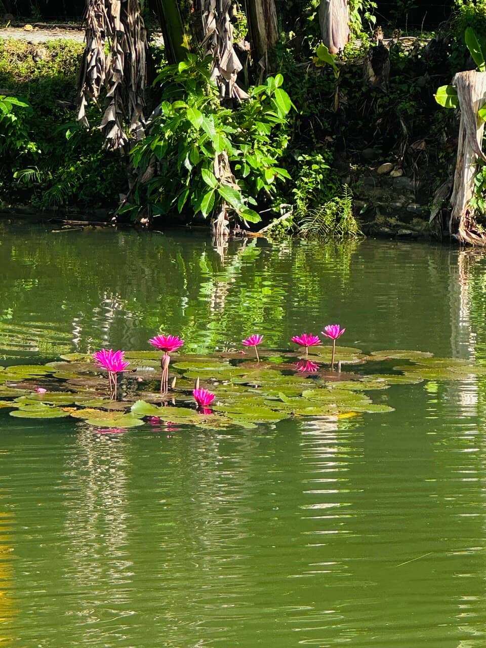 Mangrove Forests