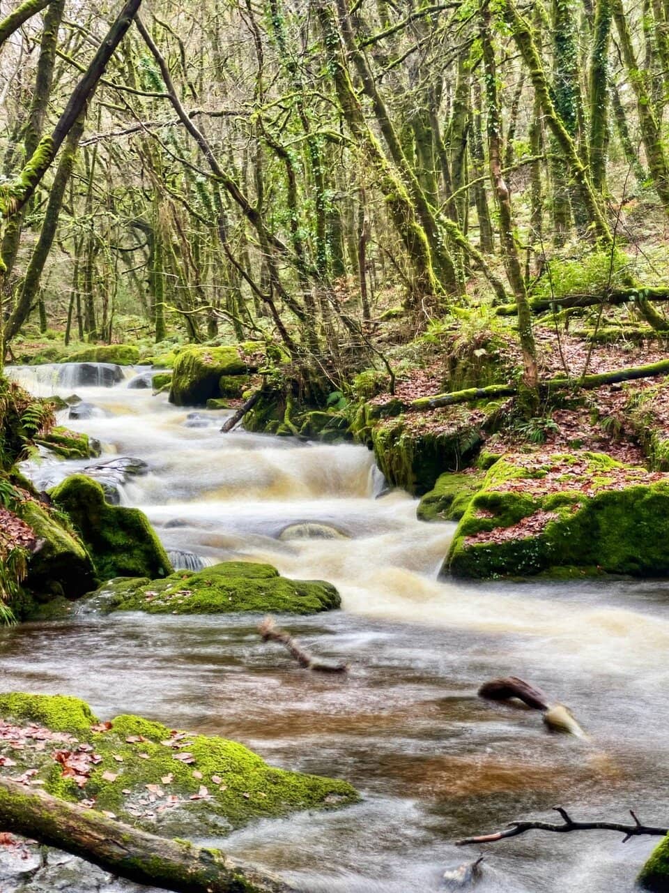 Ancient Oak Woodland