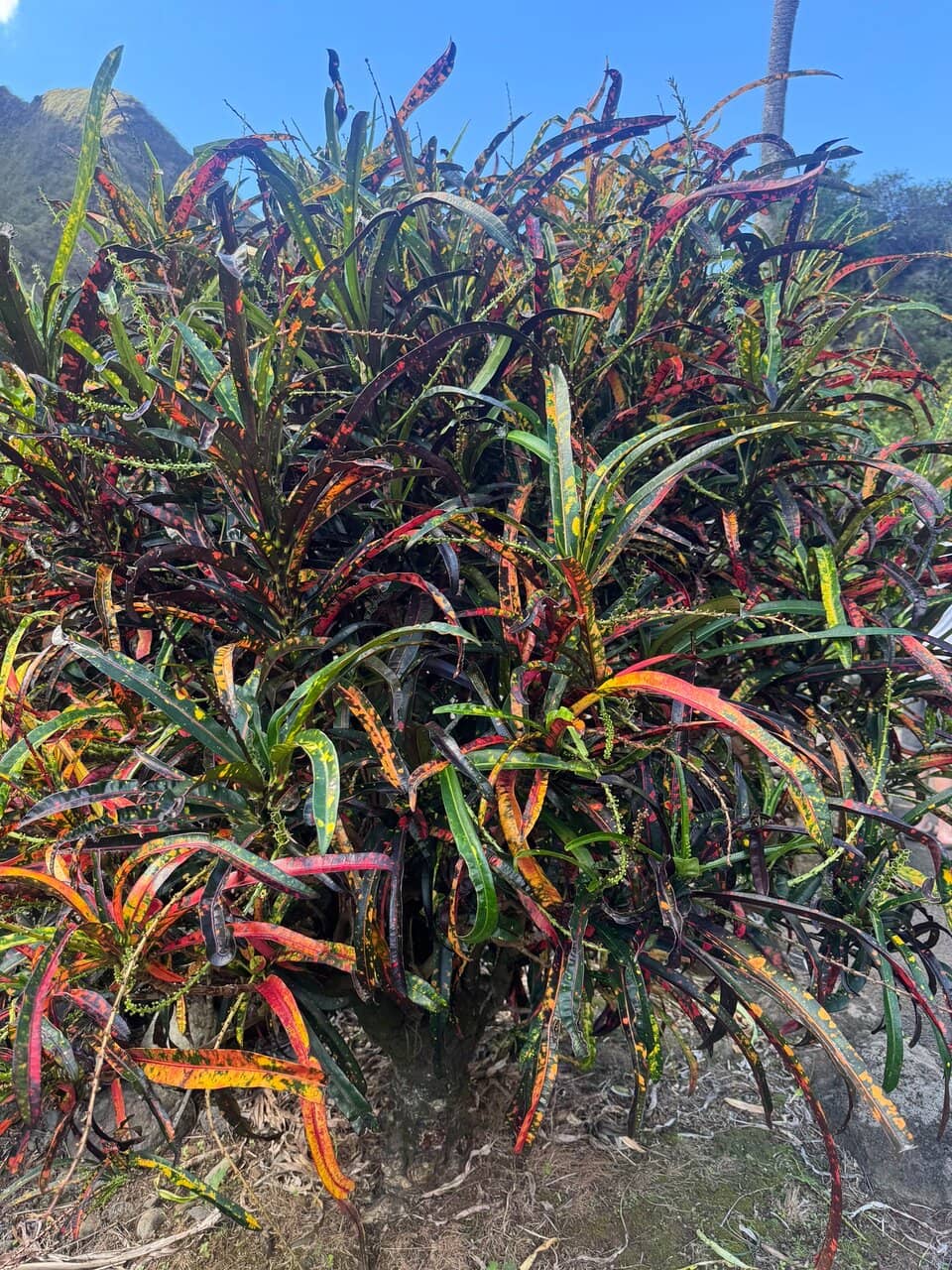 Lush Rainforest Trails