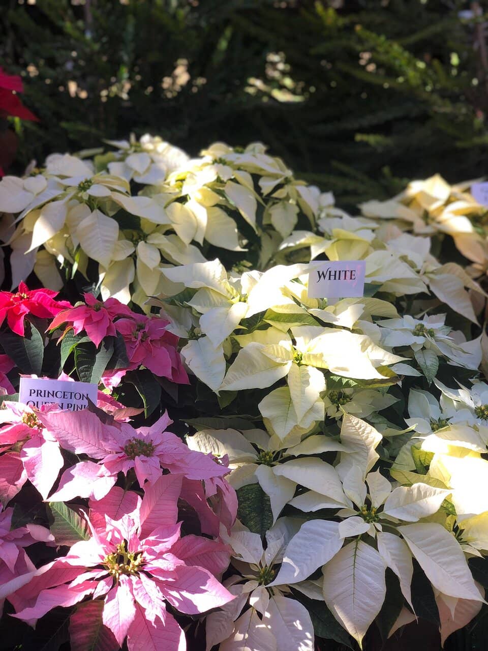 Global Plant Collections