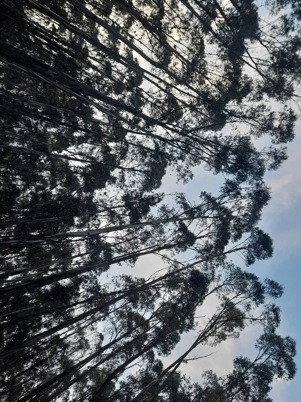 Traditional Ethiopian Coffee Experience