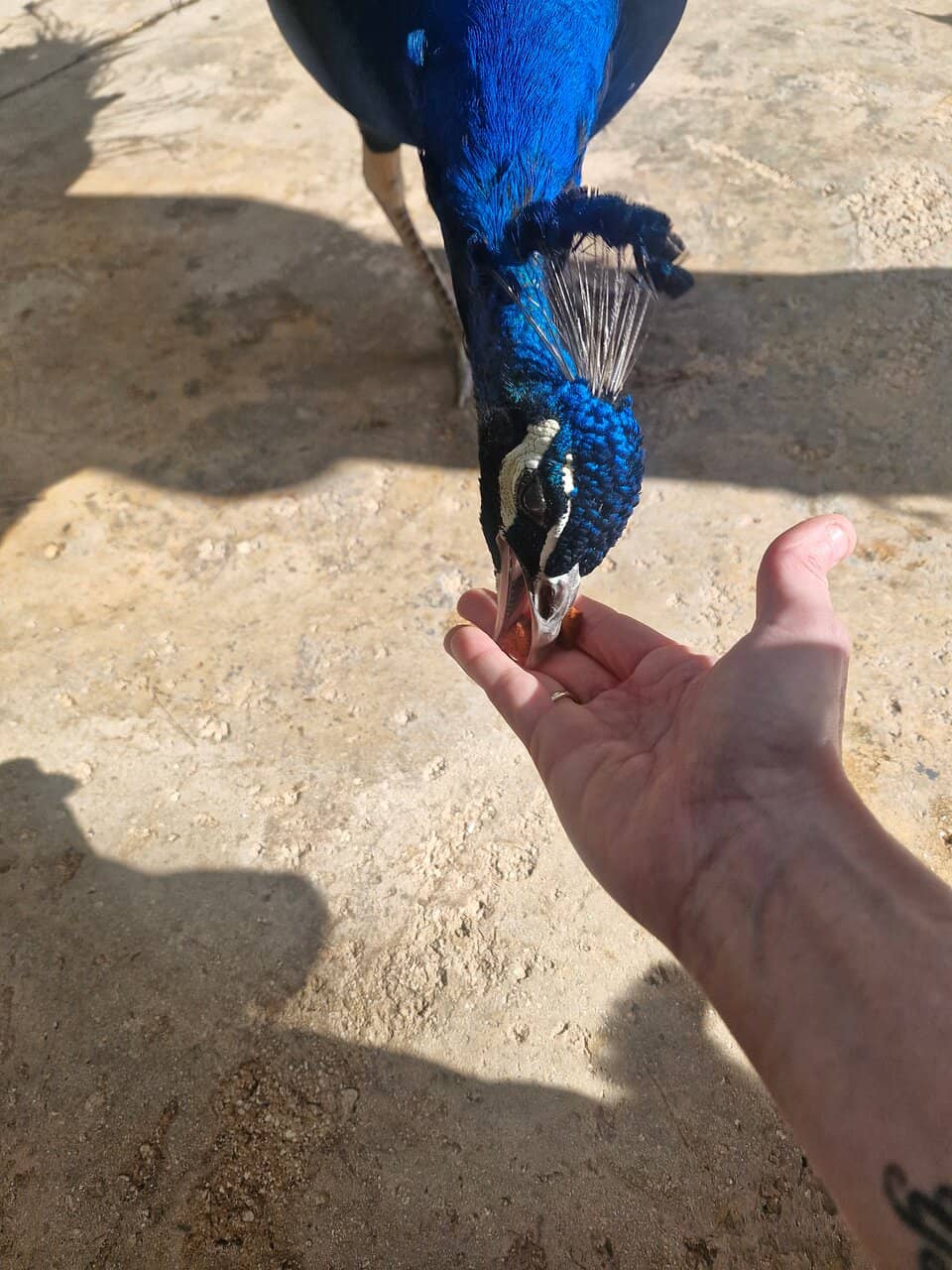 Diverse Bird Species