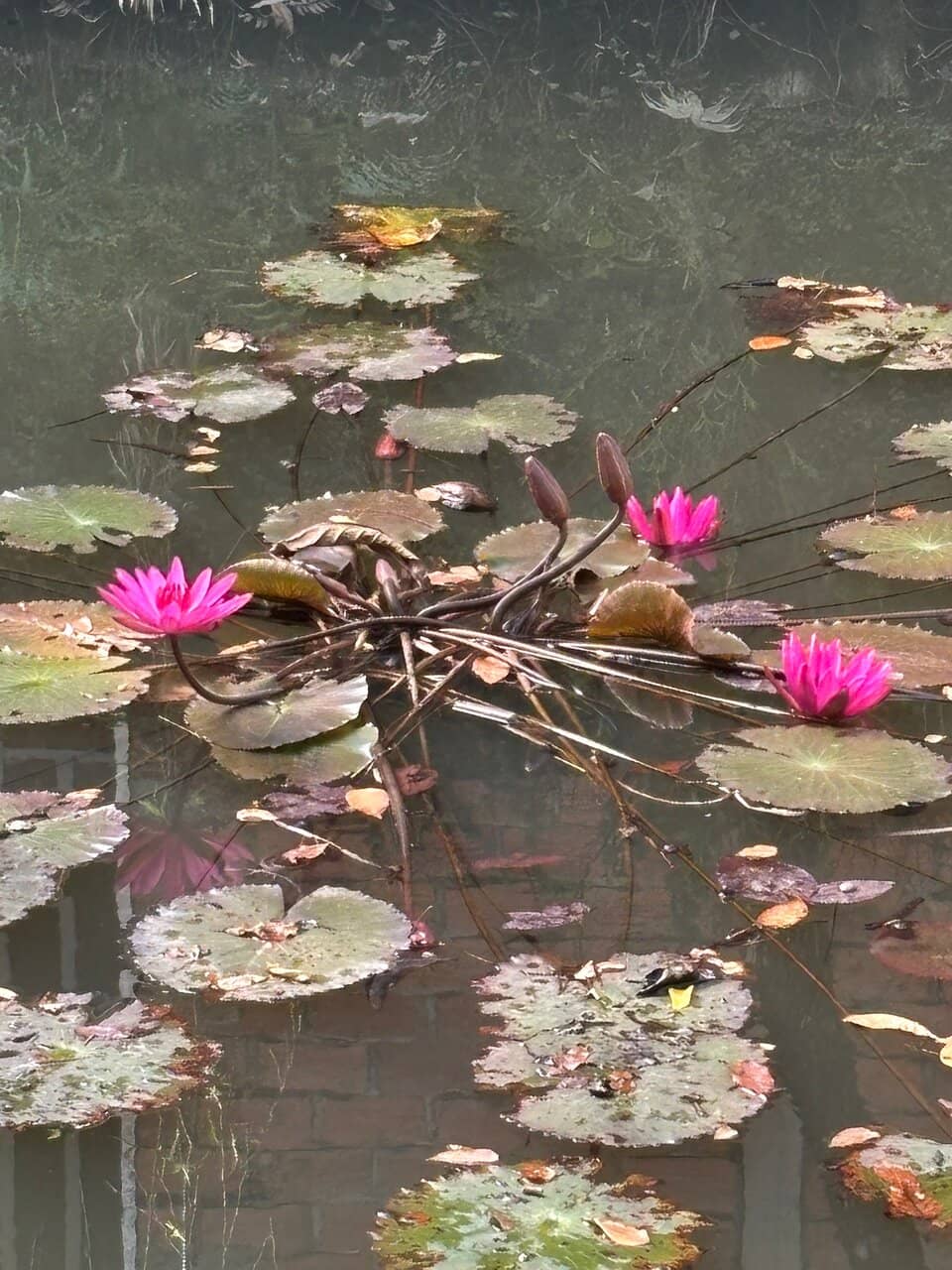 Diverse Cocoa Varieties