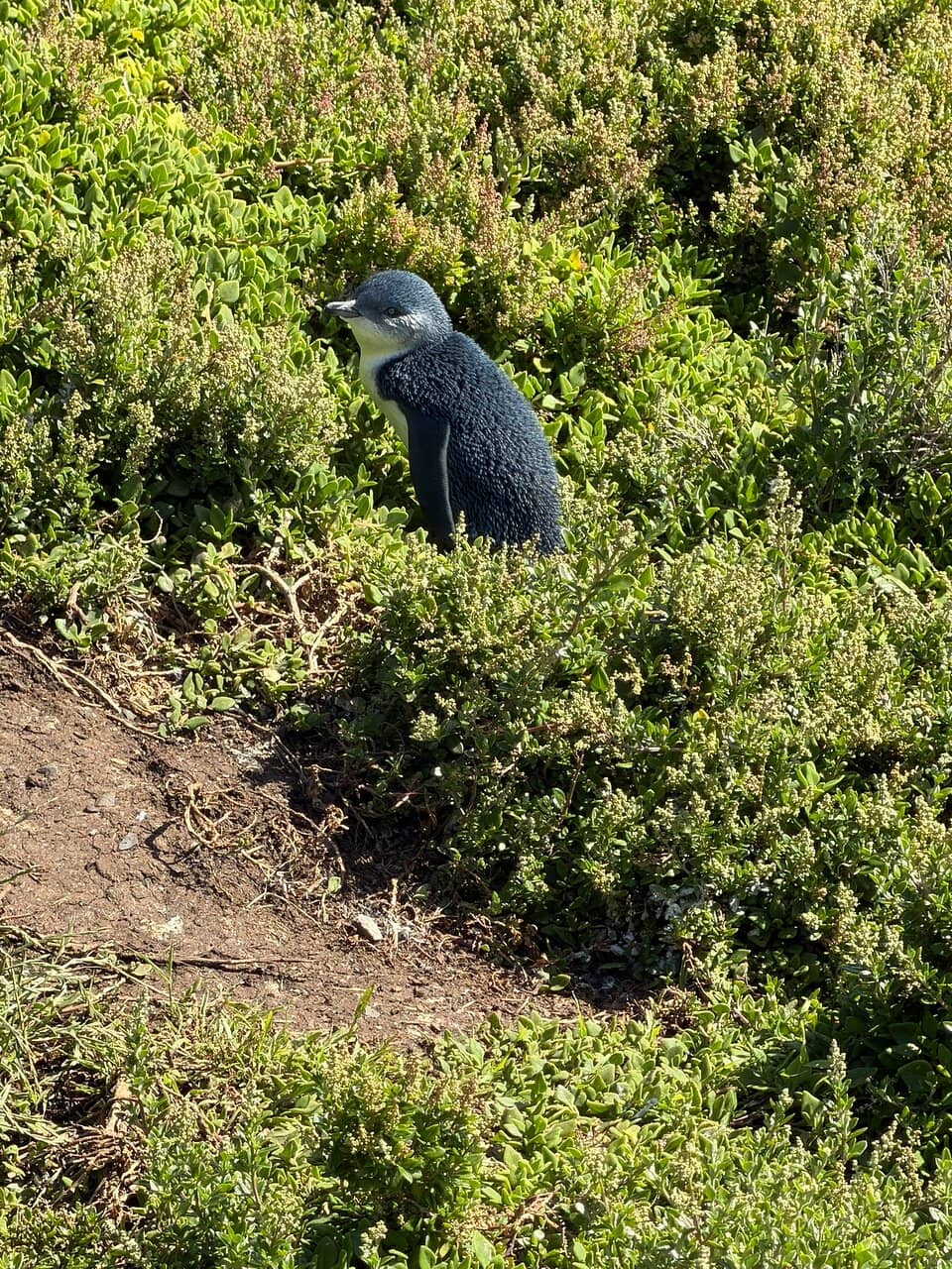 The Nobbies Boardwalk