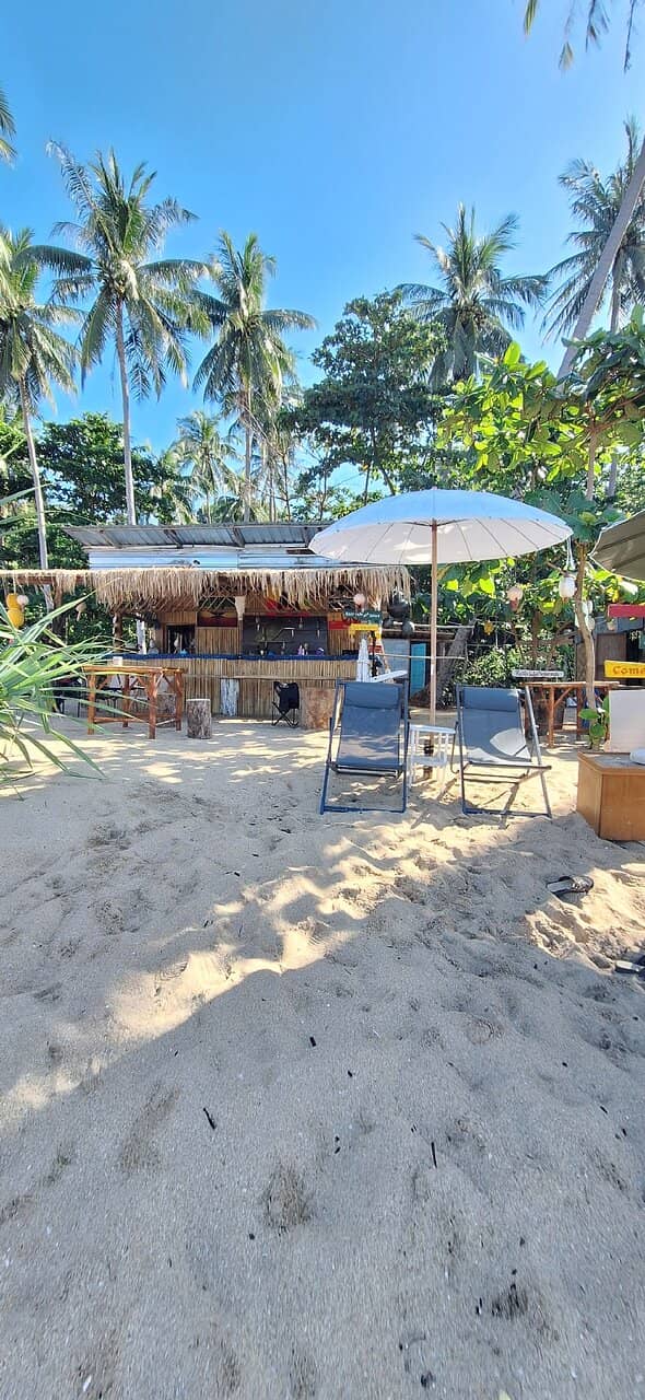 Tropical Forest Backdrop