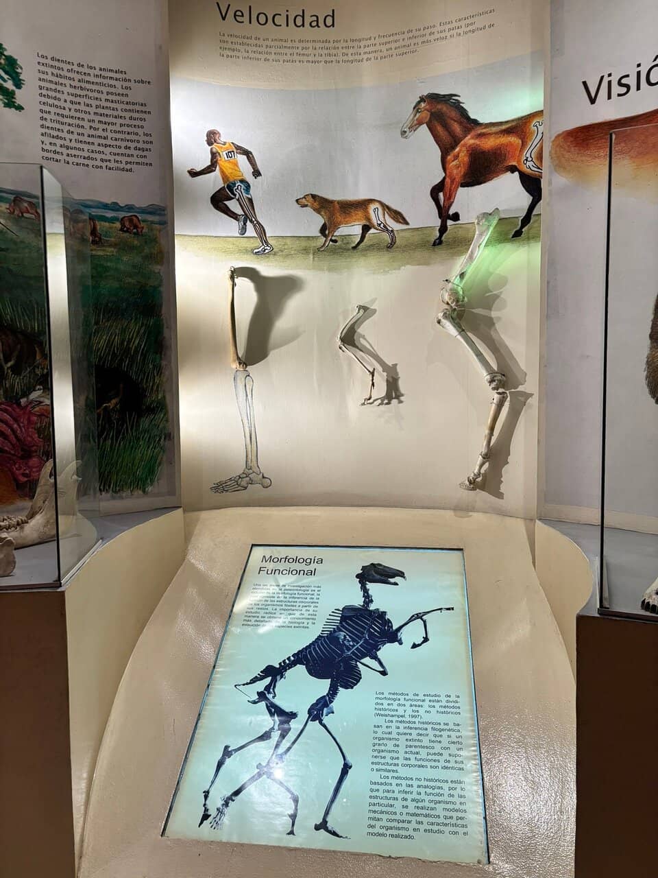 Geology & Fossil Exhibits