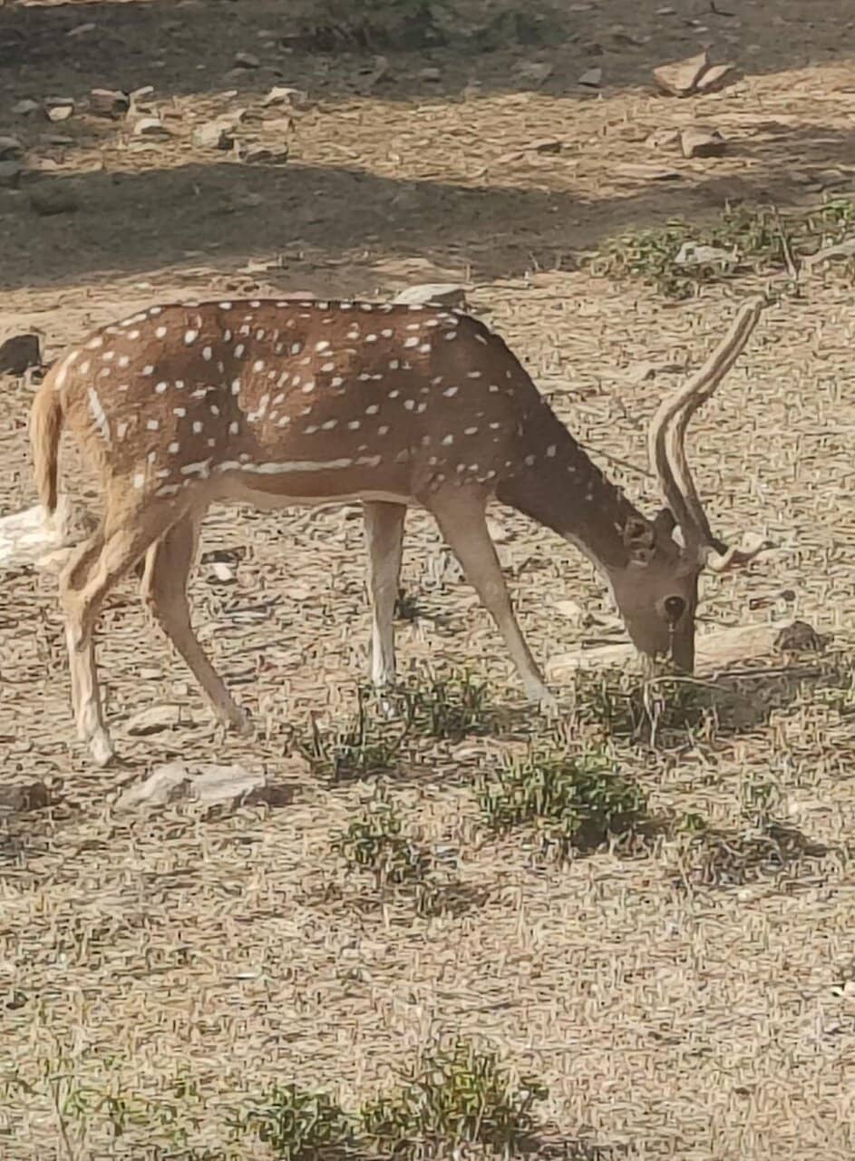 Nature Safari Ride
