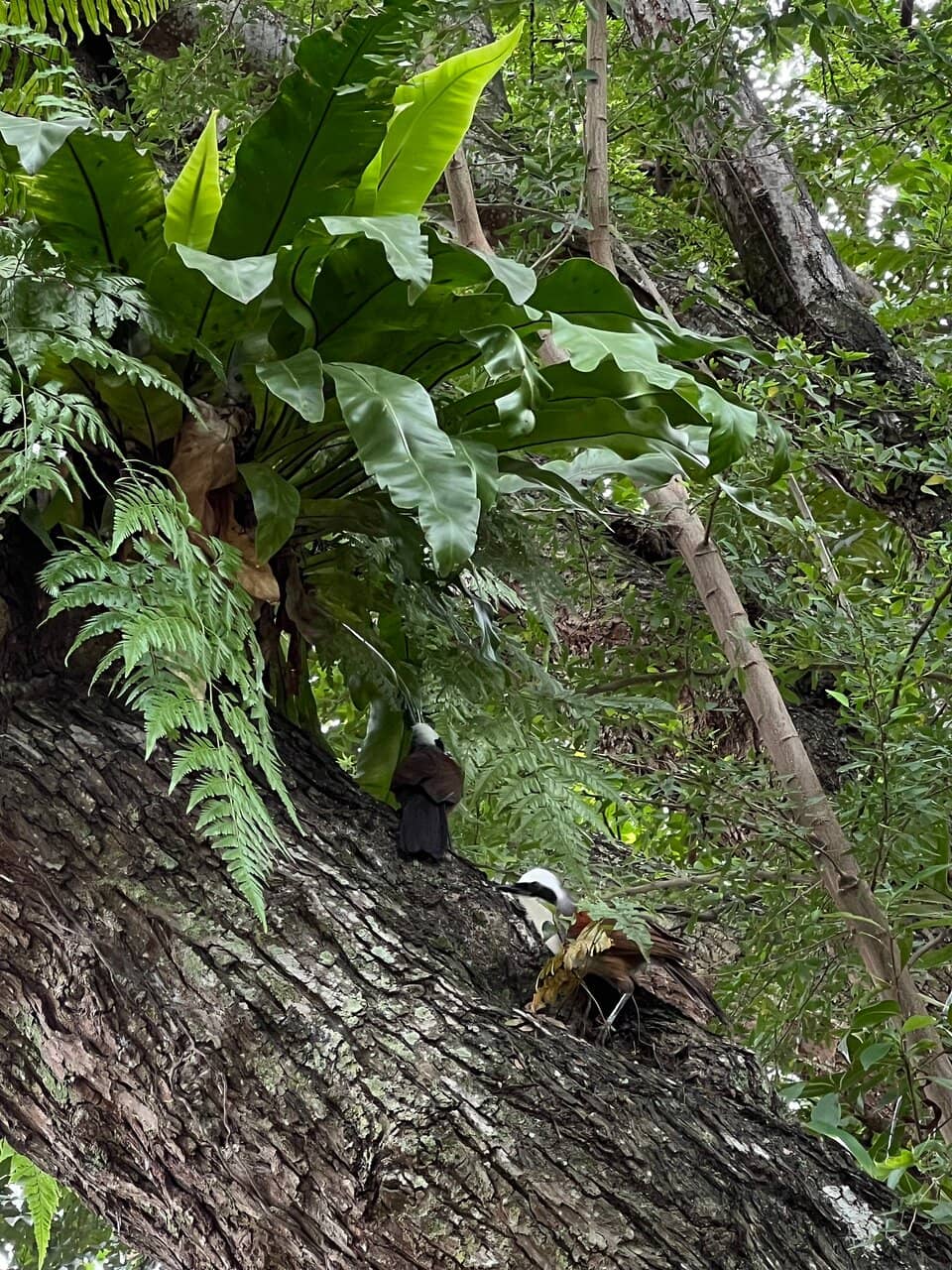 Memorial Tembusu Tree
