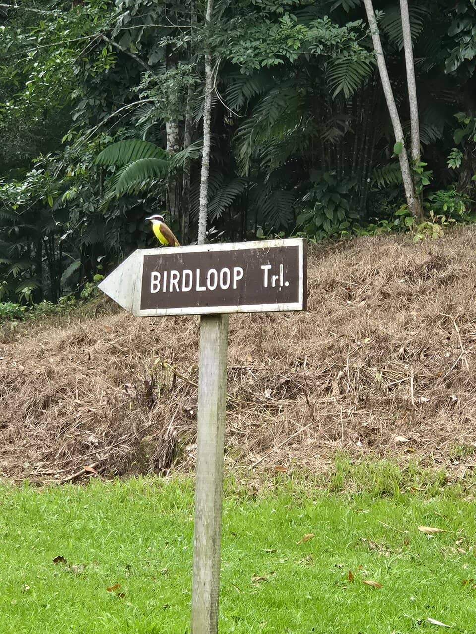Maya Ruins Loop