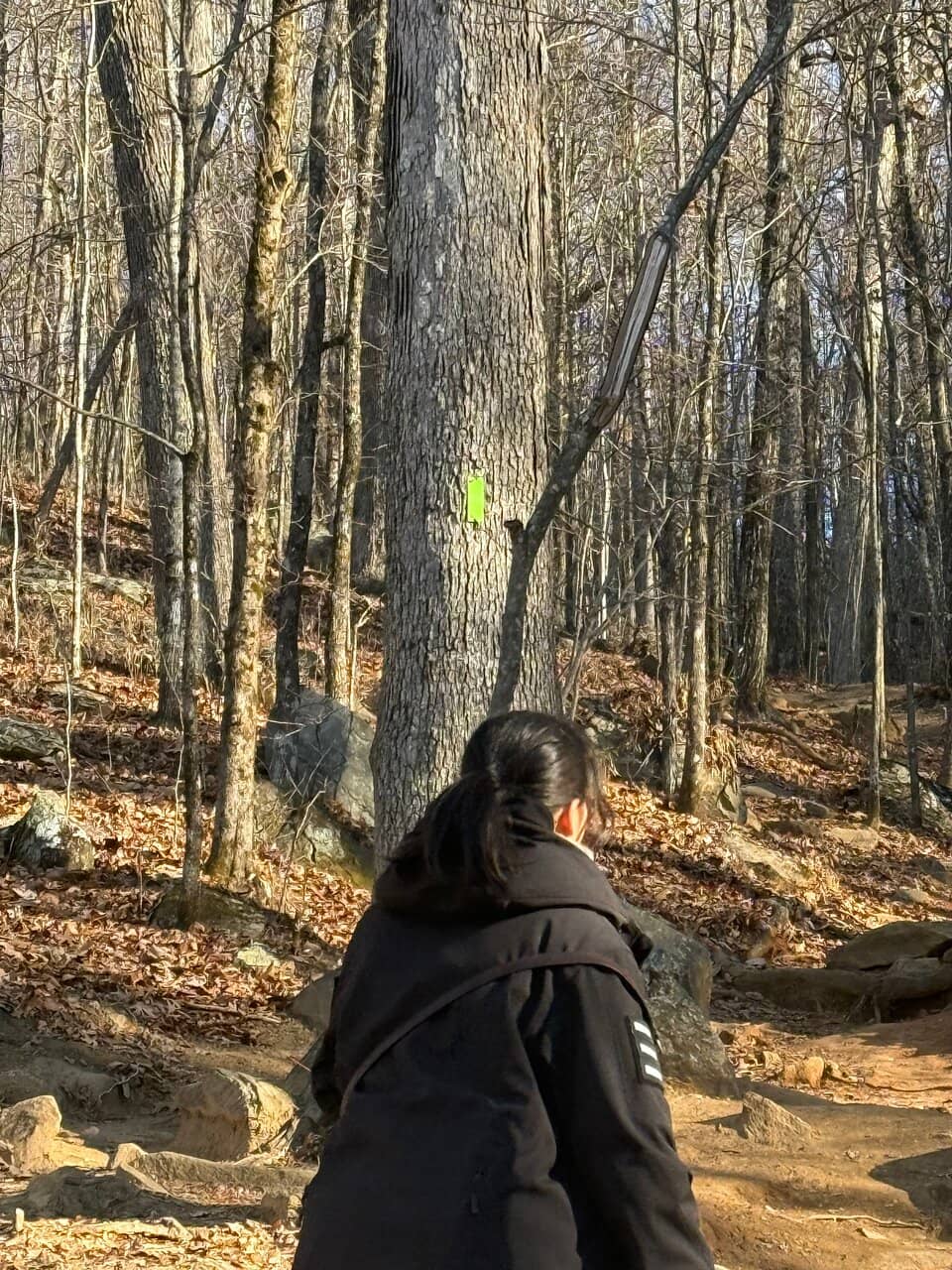 Views of Pink Mountain