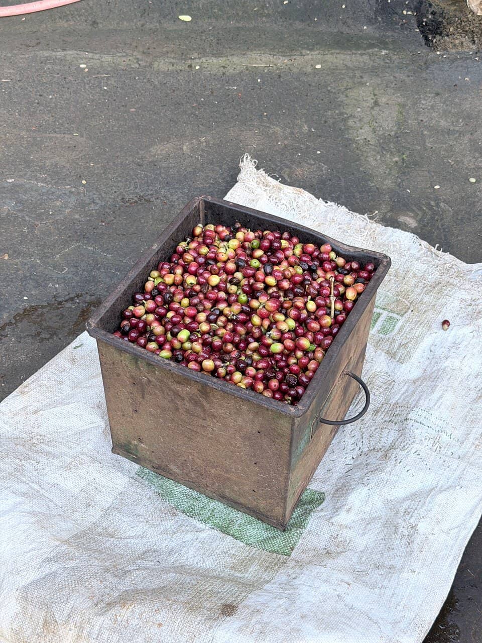 Diverse Flora and Fauna