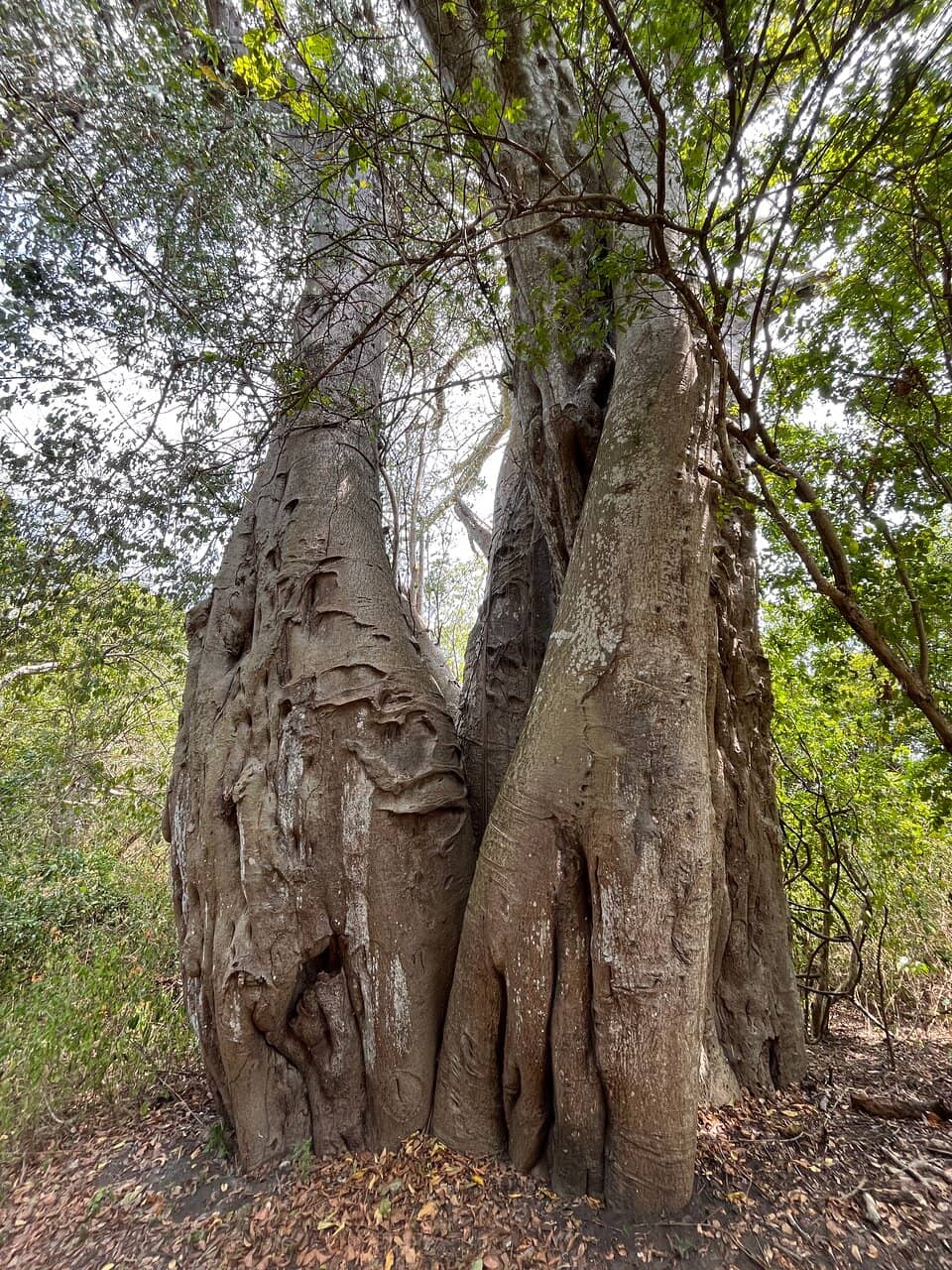 Carved Tombs
