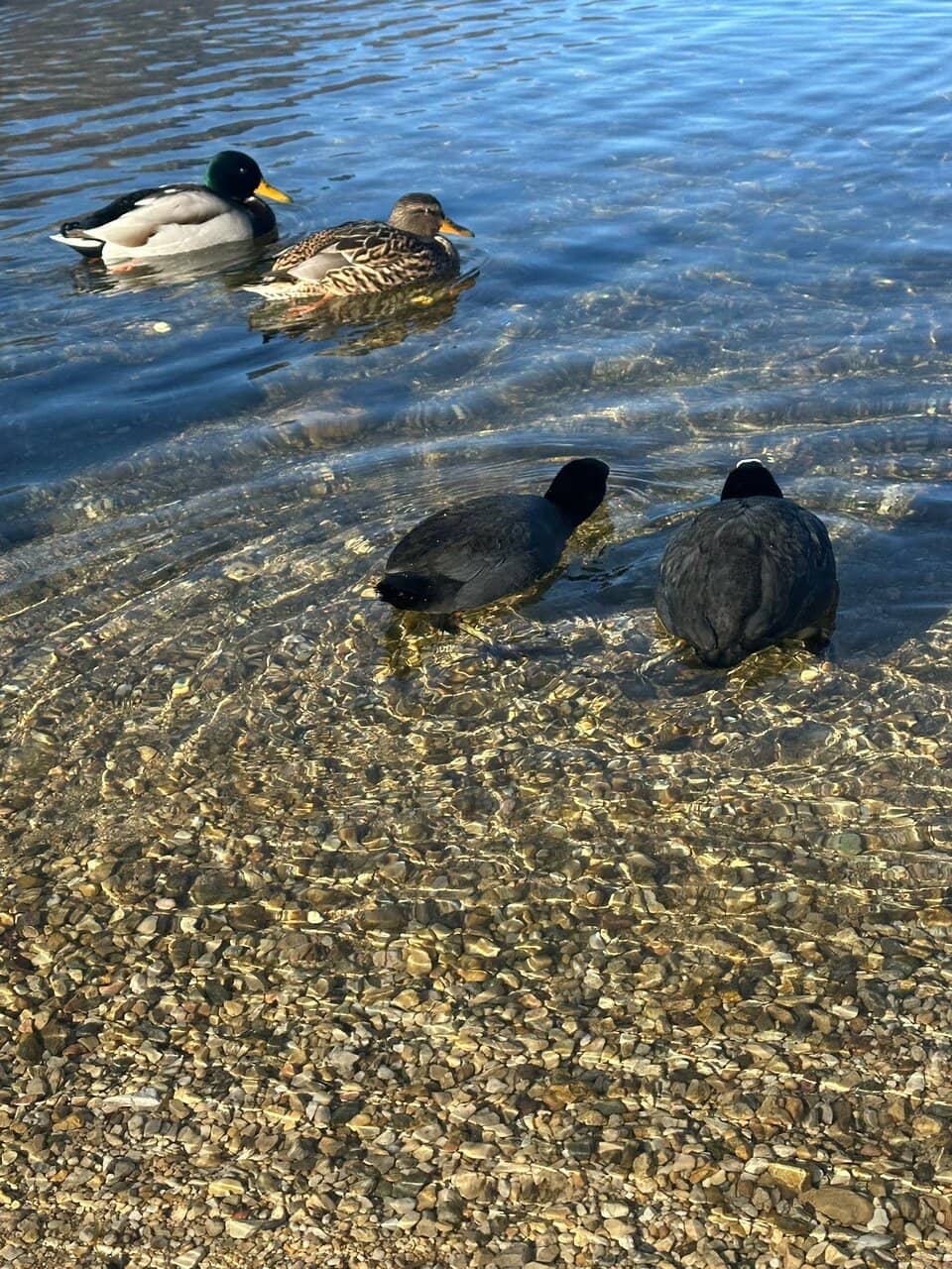 Crystal Clear Waters