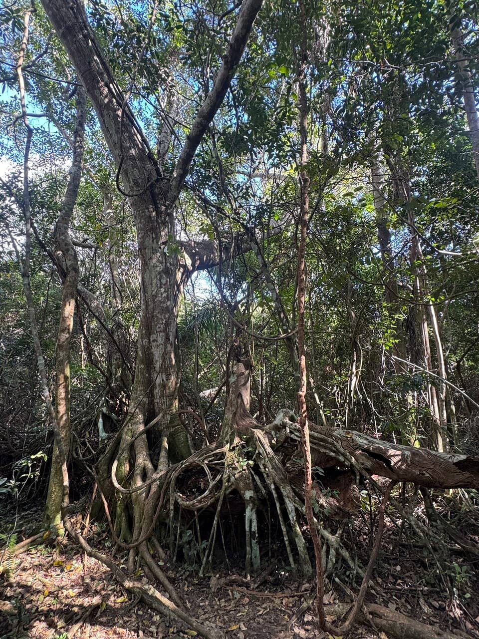Gumbo Limbo Trees